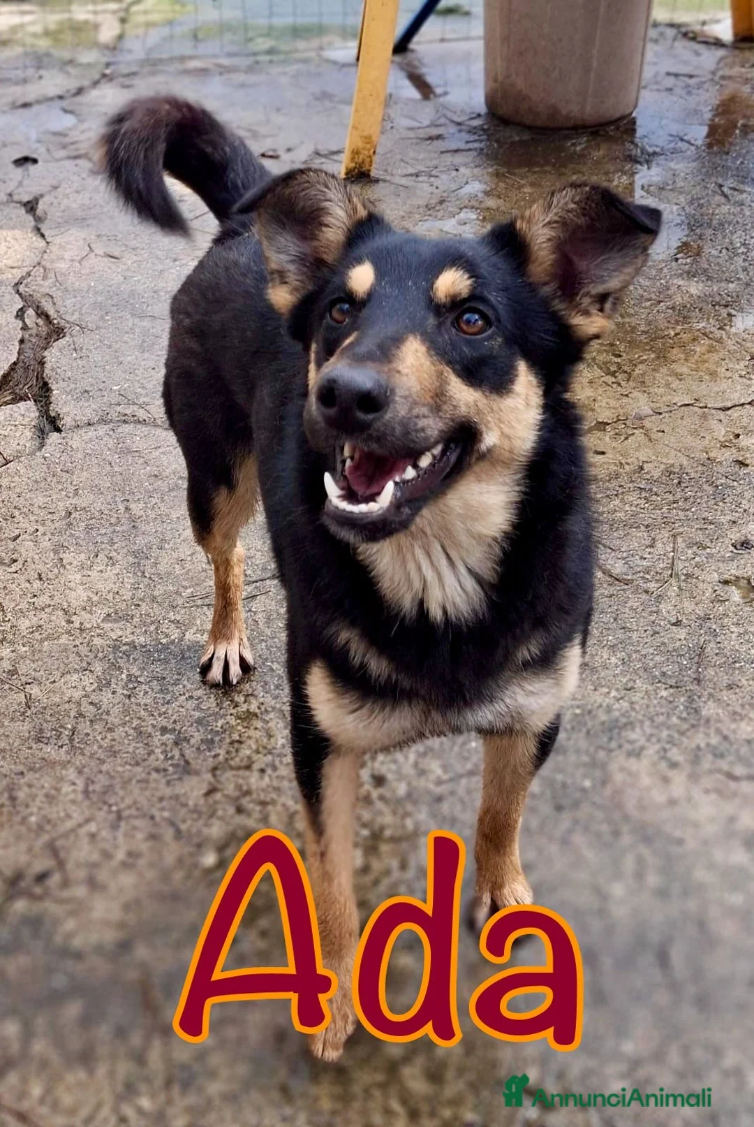 Meticcio cani in regalo: ADA 🩷 - taglia media. Perché nessuno chiama? 😢 - Annuncio 1