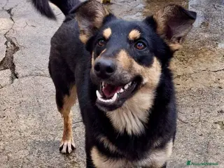 Meticcio cani ADA 🩷 - taglia media. Perché nessuno chiama? 😢 - Annuncio 1