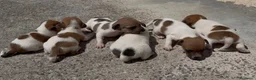 Jack Russell cani in vendita: Cuccioli di jack russell  - Annuncio 4