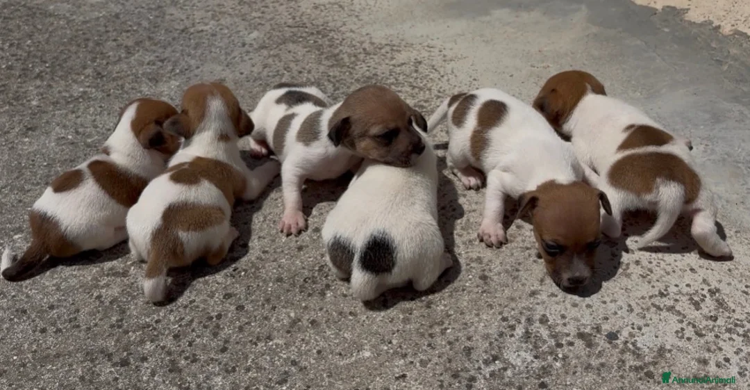 Jack Russell cani in vendita: Cuccioli di jack russell  - Annuncio 4