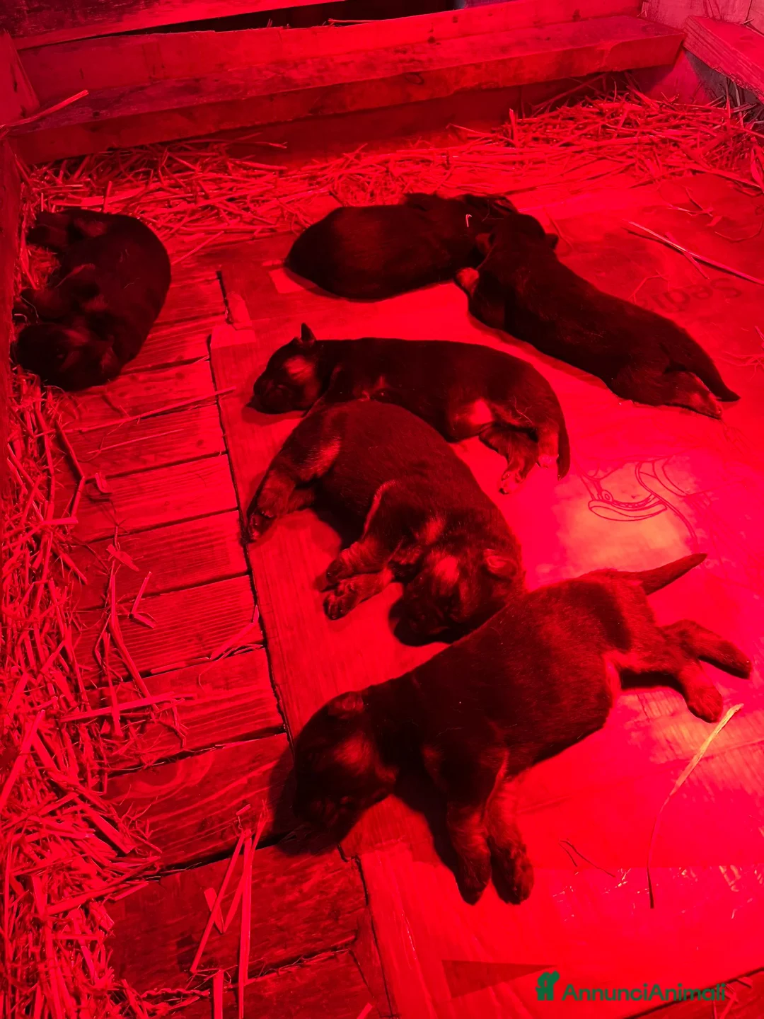 Pastore Tedesco cani in vendita: Pastore tedesco  - Annuncio 3