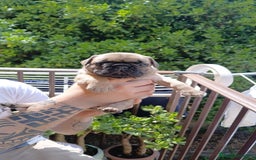 Bulldog Francese cani in vendita: cuccioli bulldog francese a Provincia di Avellino - Immagine 5