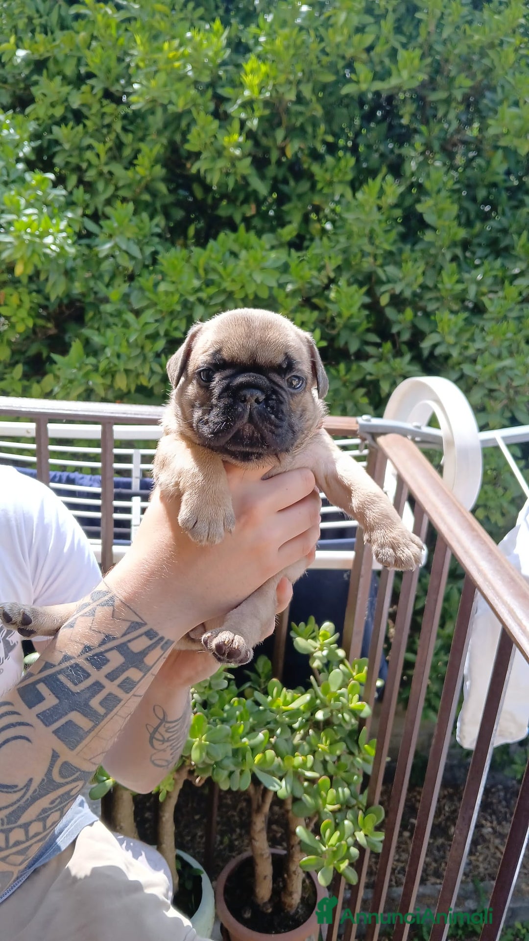Bulldog Francese cani in vendita: cuccioli bulldog francese a Provincia di Avellino - Immagine 5