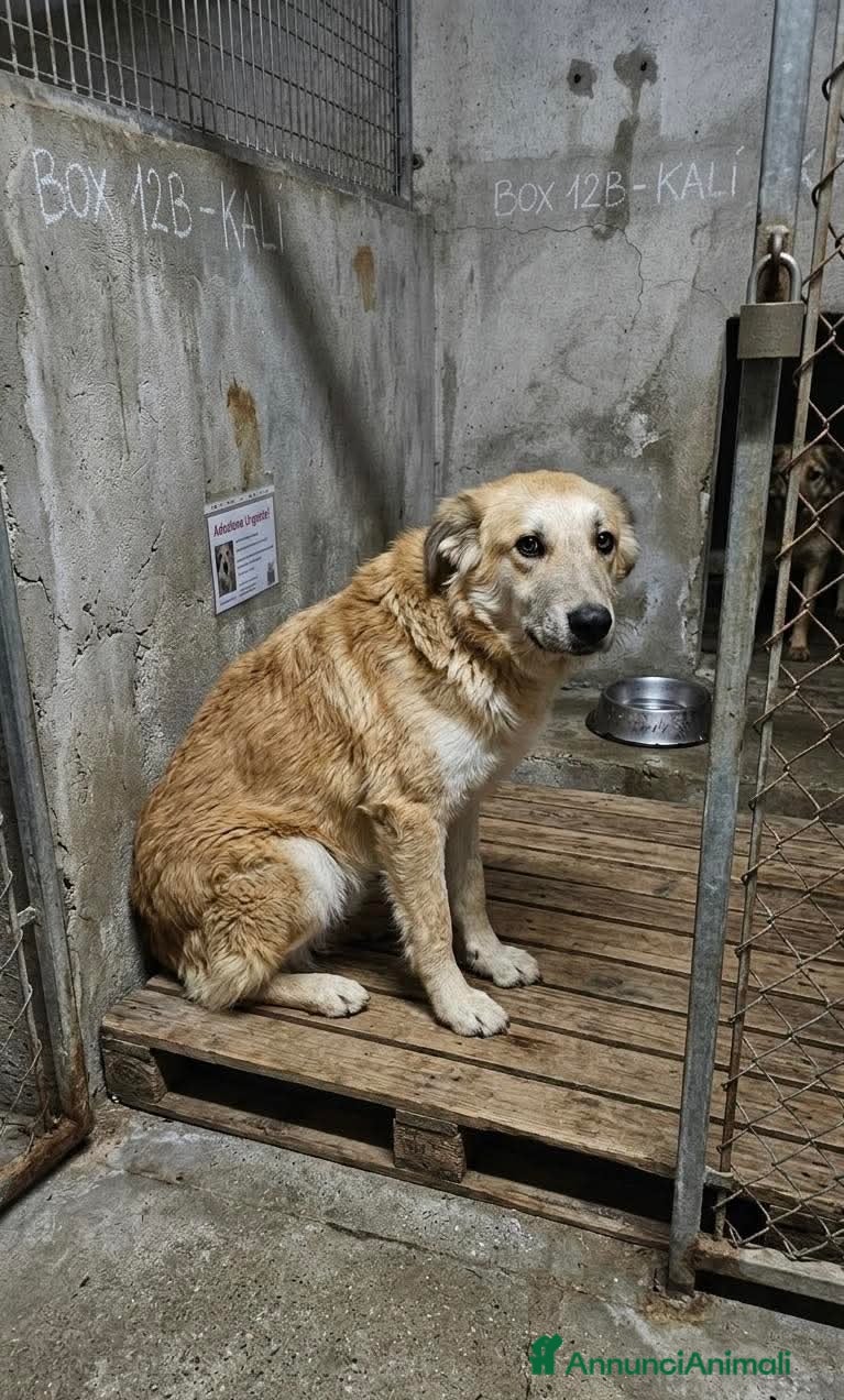 Meticcio cani ADOZ.DEK💔:1 anno e già occhi di resa alla vita.. - Annuncio 8
