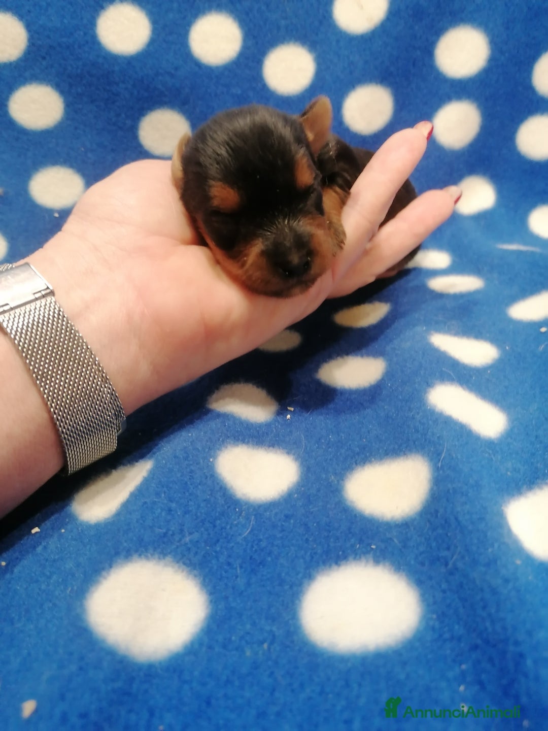 Yorkshire cani in vendita: Yorkshire Terrier cuccioli - Annuncio 1