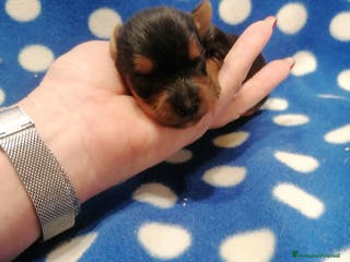 Yorkshire cani Yorkshire Terrier cuccioli - Annuncio 2