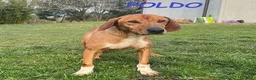 Meticcio cani in regalo: POLDO affettuoso e buono - Annuncio 2