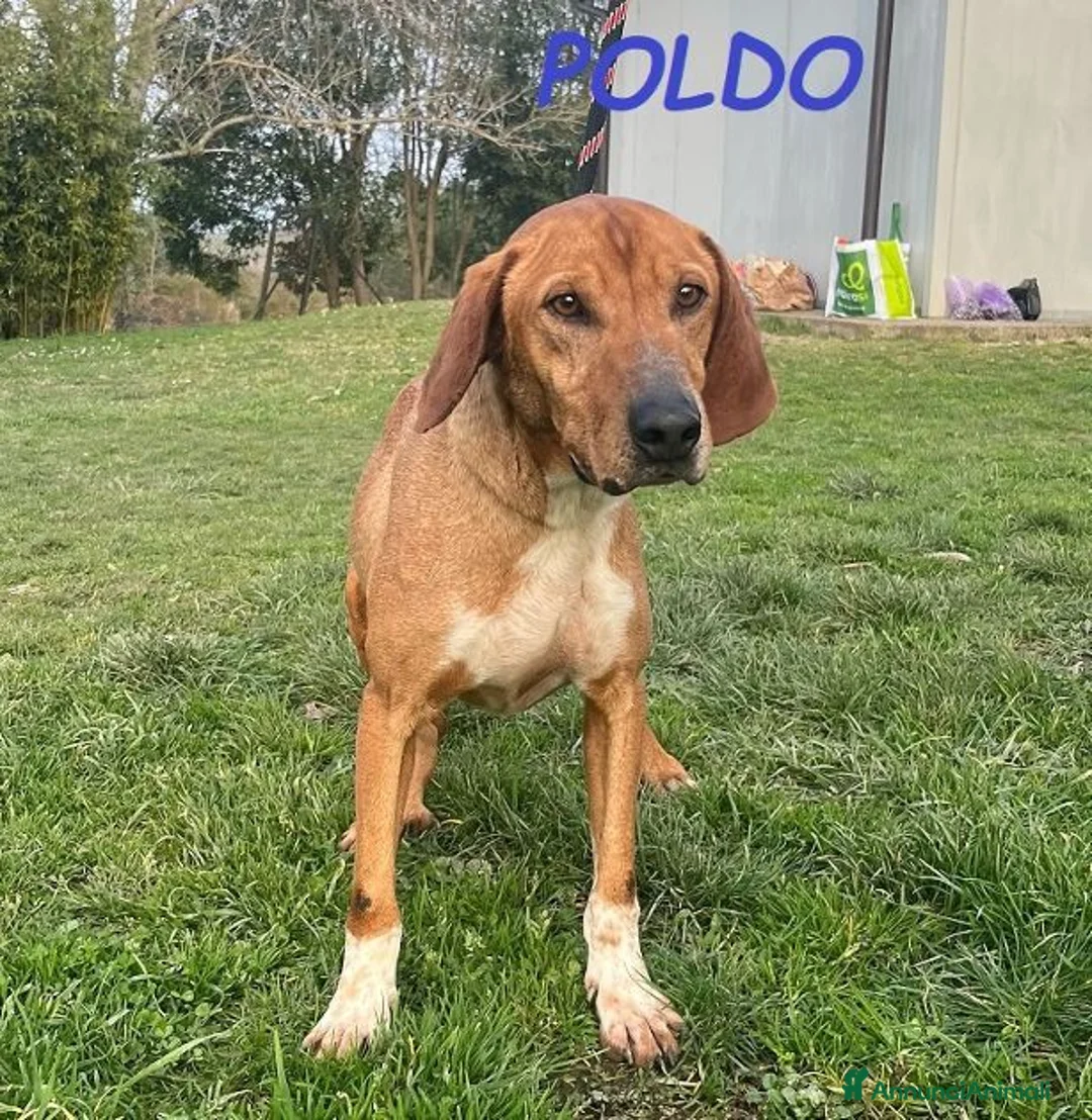 Meticcio cani in regalo: POLDO affettuoso e buono - Annuncio 2