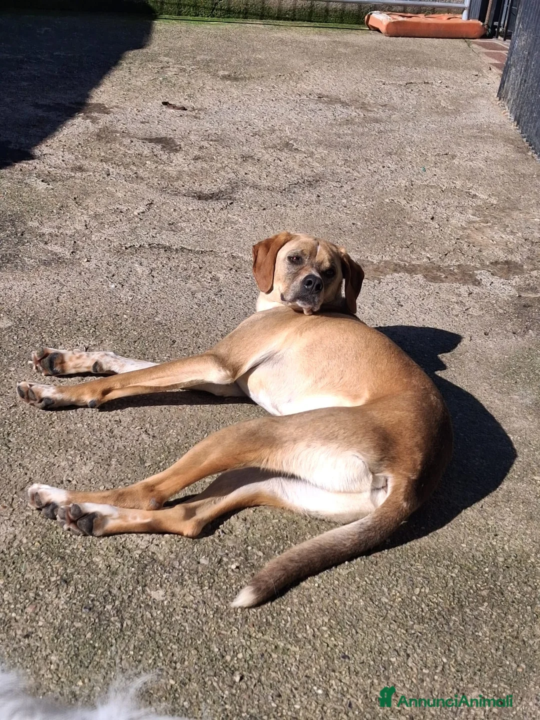 Meticcio cani in regalo: Dylan, un cane tenero e devoto alla famglia - Annuncio 1