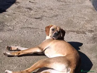 Meticcio cani Dylan, un cane tenero e devoto alla famglia - Annuncio 25