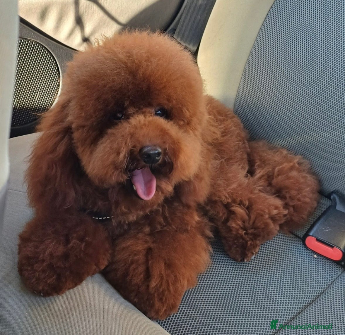 Barboncino Toy cani Cucciolo maschio barboncino Toy red  - Annuncio 5