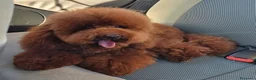 Barboncino Toy cani in vendita: Cucciolo maschio barboncino Toy red  - Annuncio 1