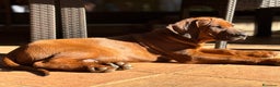 Rhodesian Ridgeback cani in vendita: Rhodesian Ridgeback  - Annuncio 10