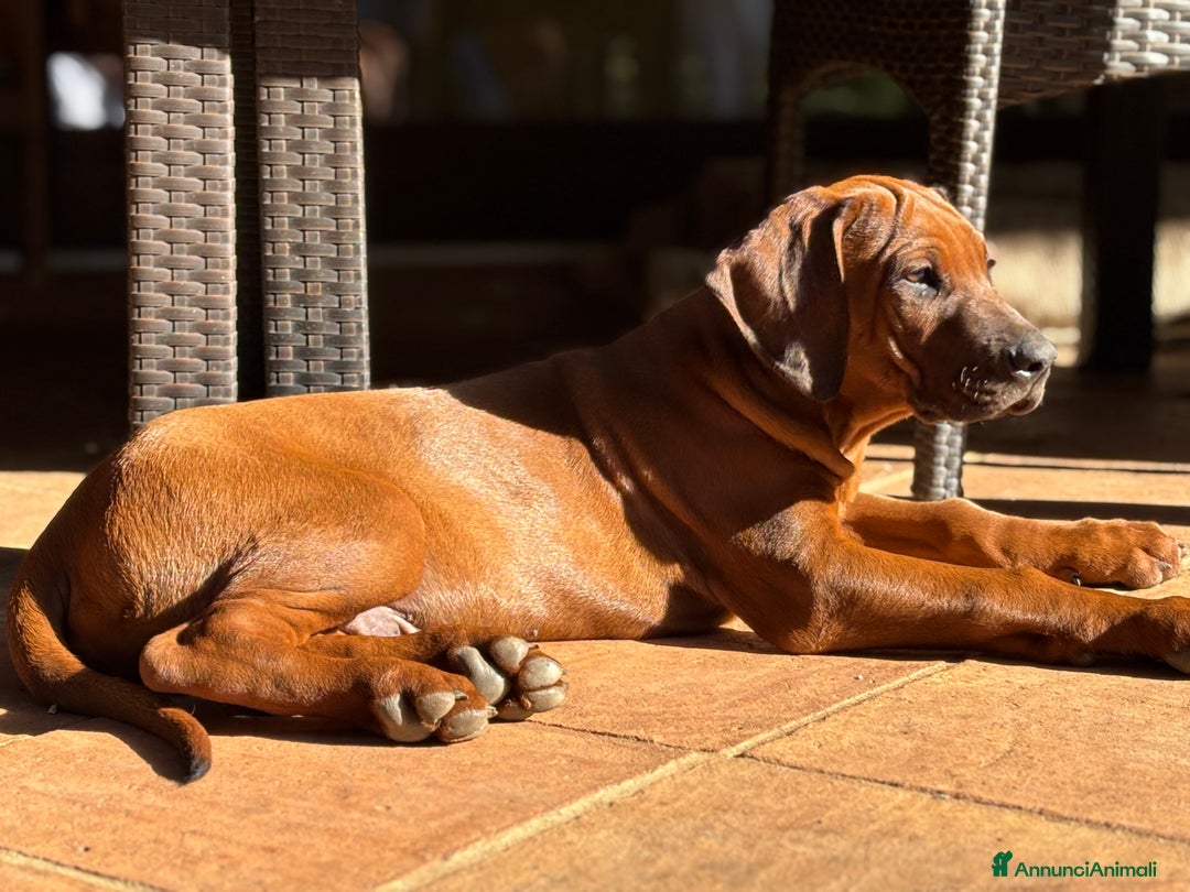 Rhodesian Ridgeback cani in vendita: Rhodesian Ridgeback  - Annuncio 10