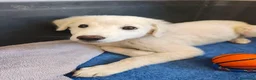 Meticcio cani in regalo: Tenero Romolo  - Annuncio 9