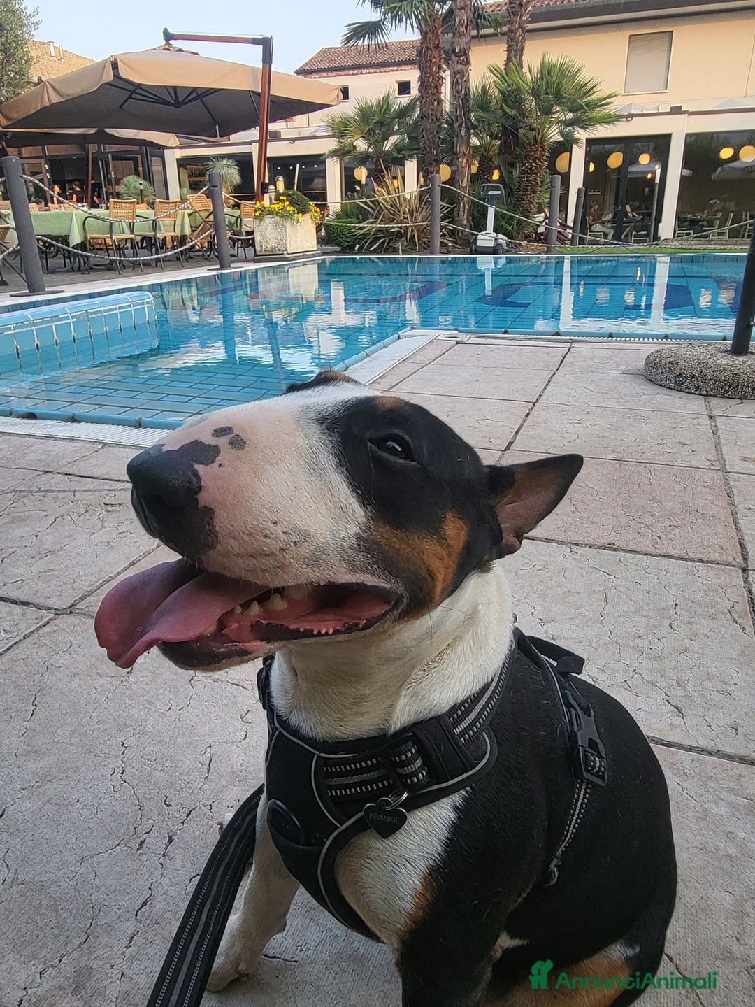 Bull Terrier Mini cani per accoppiamento: Maschio Bull terrier miniature tricolor per monta - Annuncio 5