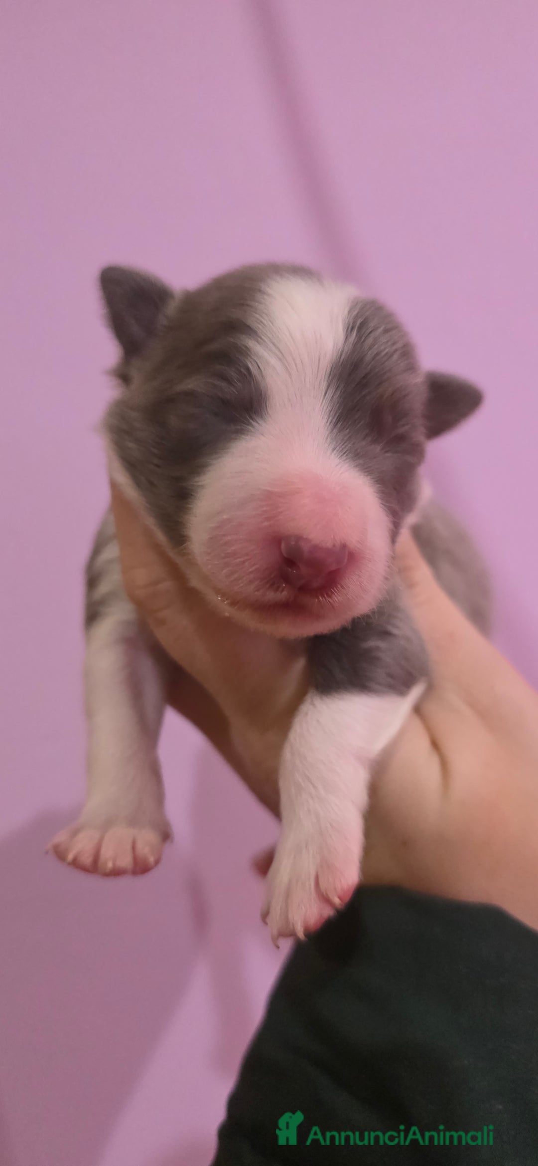 Border Collie cani in vendita: Border collie  - Annuncio 4