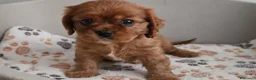 Cavalier King cani in vendita: Cuccioli di Cavalier king ruby - Annuncio 5
