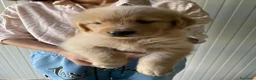 Golden Retriever cani in vendita: Cuccioli Golden retriver americano con pedigree a Provincia di Lecce - Annuncio 22