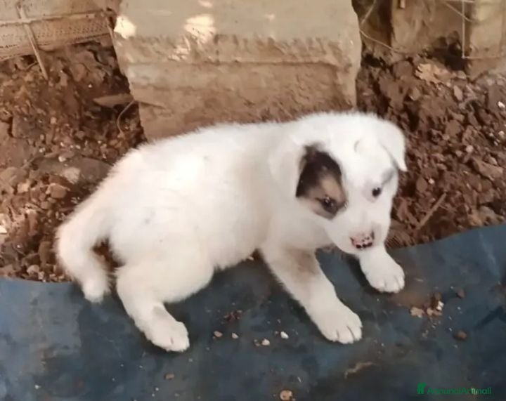 Meticcio cani Sem! (25kg da adulto)  - Annuncio 2