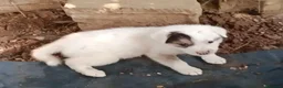 Meticcio cani in regalo: Sem! (25kg da adulto)  - Annuncio 1