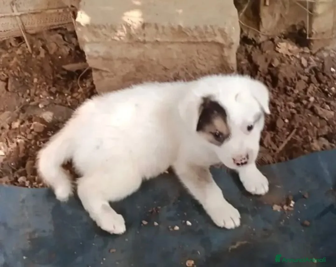 Meticcio cani in regalo: Sem! (25kg da adulto)  - Annuncio 1