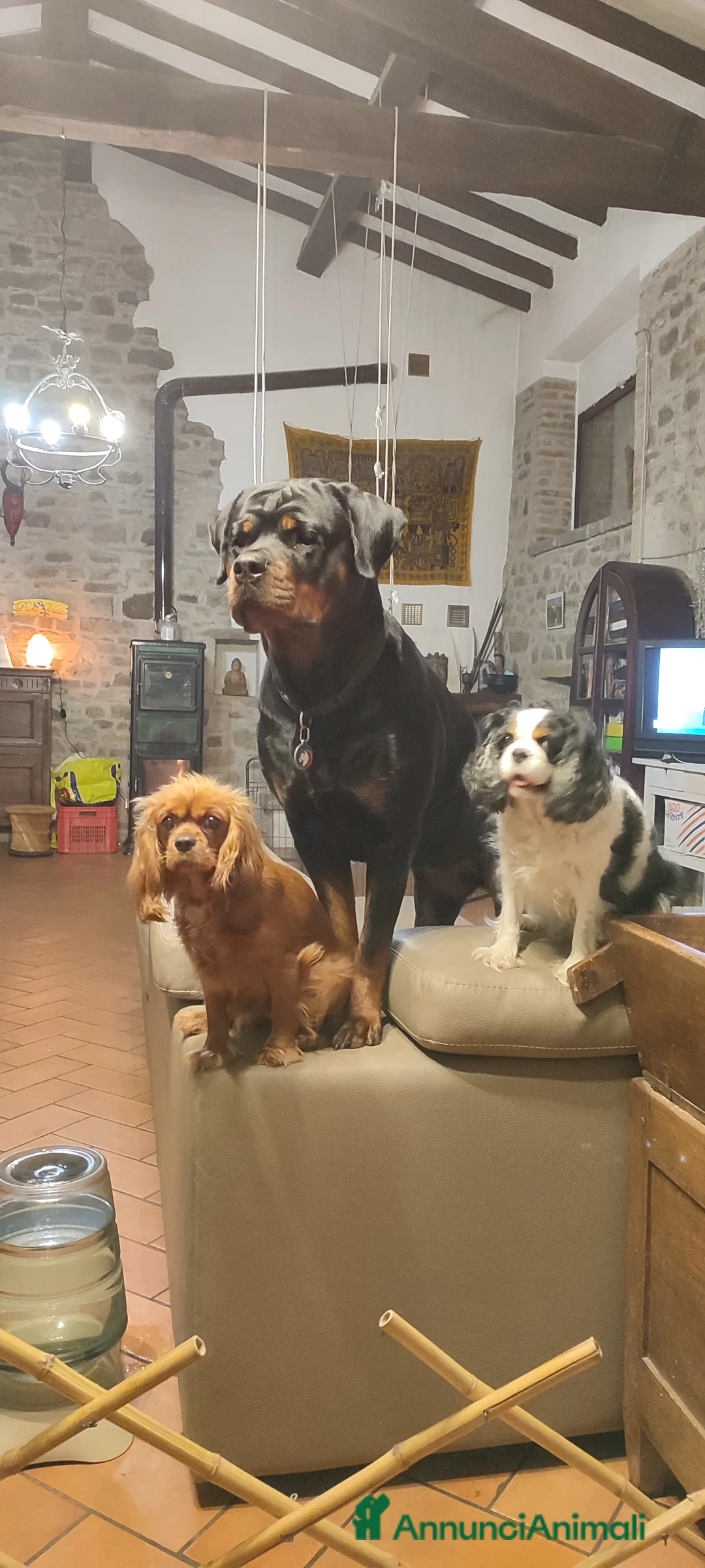 Immagine della galleria {{count}}