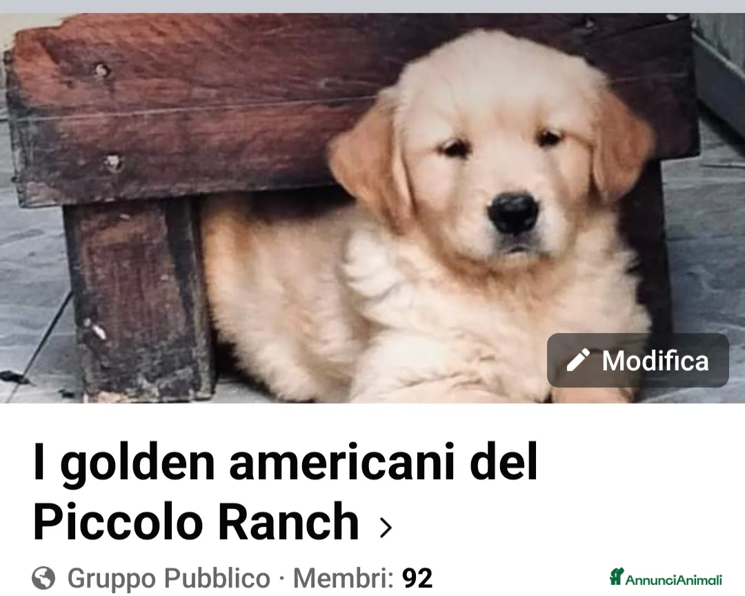 Maltipoo cani in vendita: I cuccioli del piccolo ranch a Città Metropolitana di Bologna - Annuncio 6