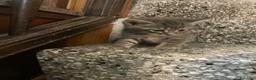 Meticcio gatti in vendita: Gattino simpatico  - Annuncio 9