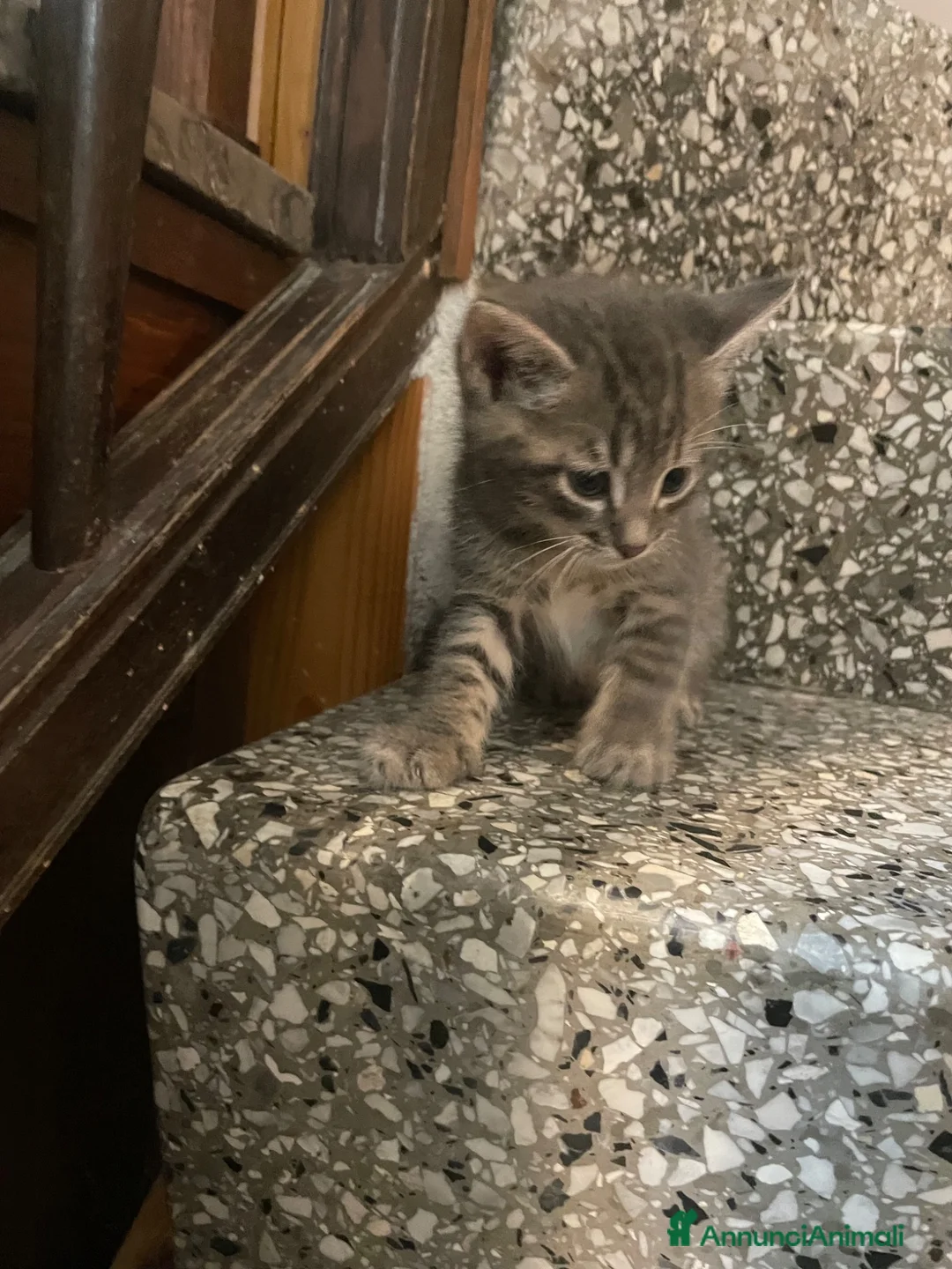 Meticcio gatti in vendita: Gattino simpatico  - Annuncio 9