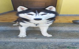 Husky cani per accoppiamento: Husky maschio con pedigree per accoppiamento  - Immagine 2