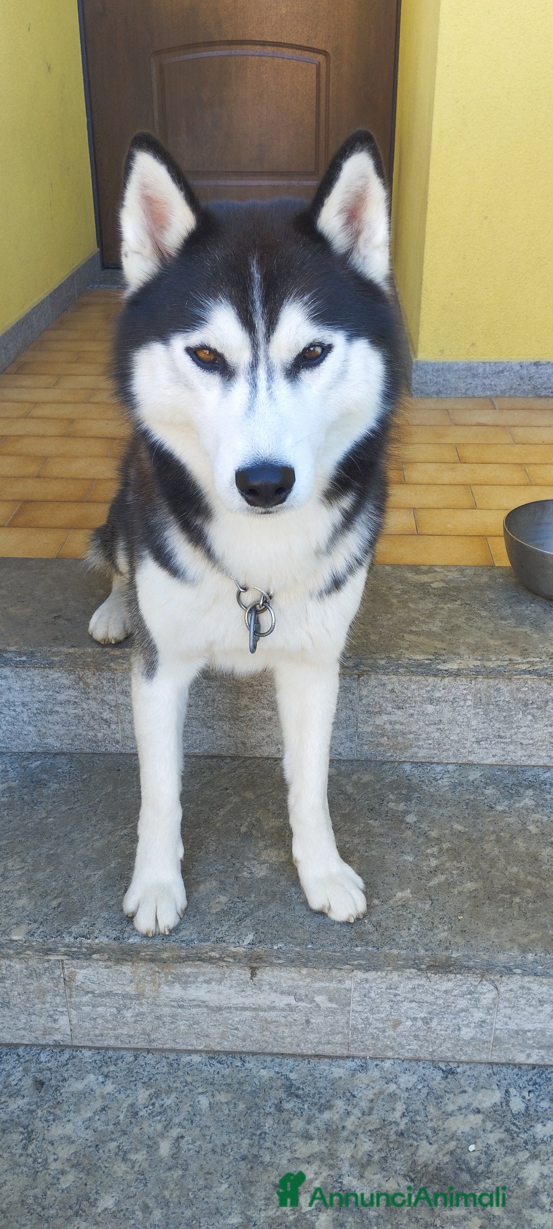 Husky cani per accoppiamento: Husky maschio con pedigree per accoppiamento  - Immagine 2