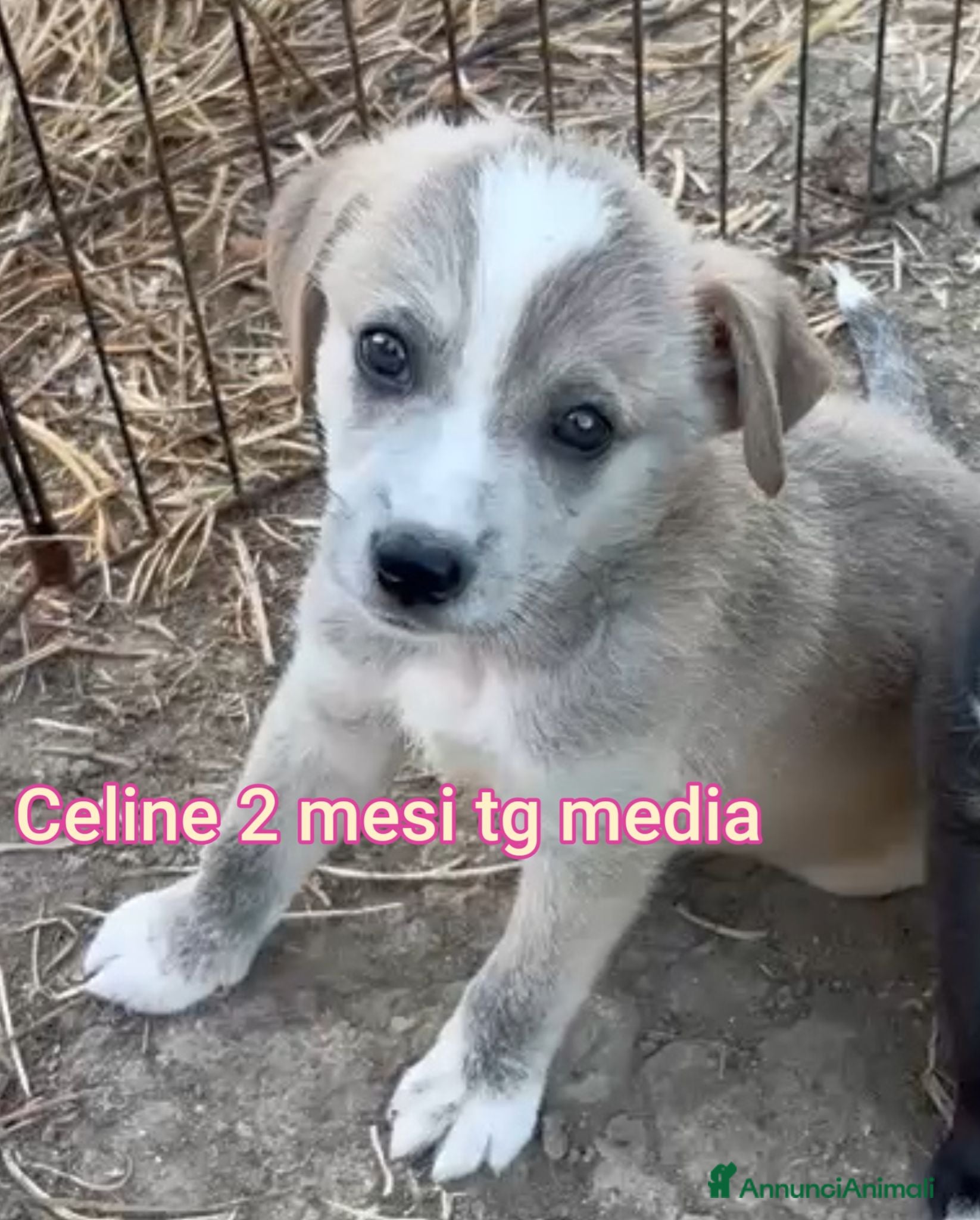 Meticcio cani CUCCIOLI ABBANDONATI: URGENTE  - Annuncio 1