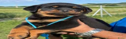 Rottweiler cani in vendita: Cuccioli di Rottwelier con pedigree  - Annuncio 4