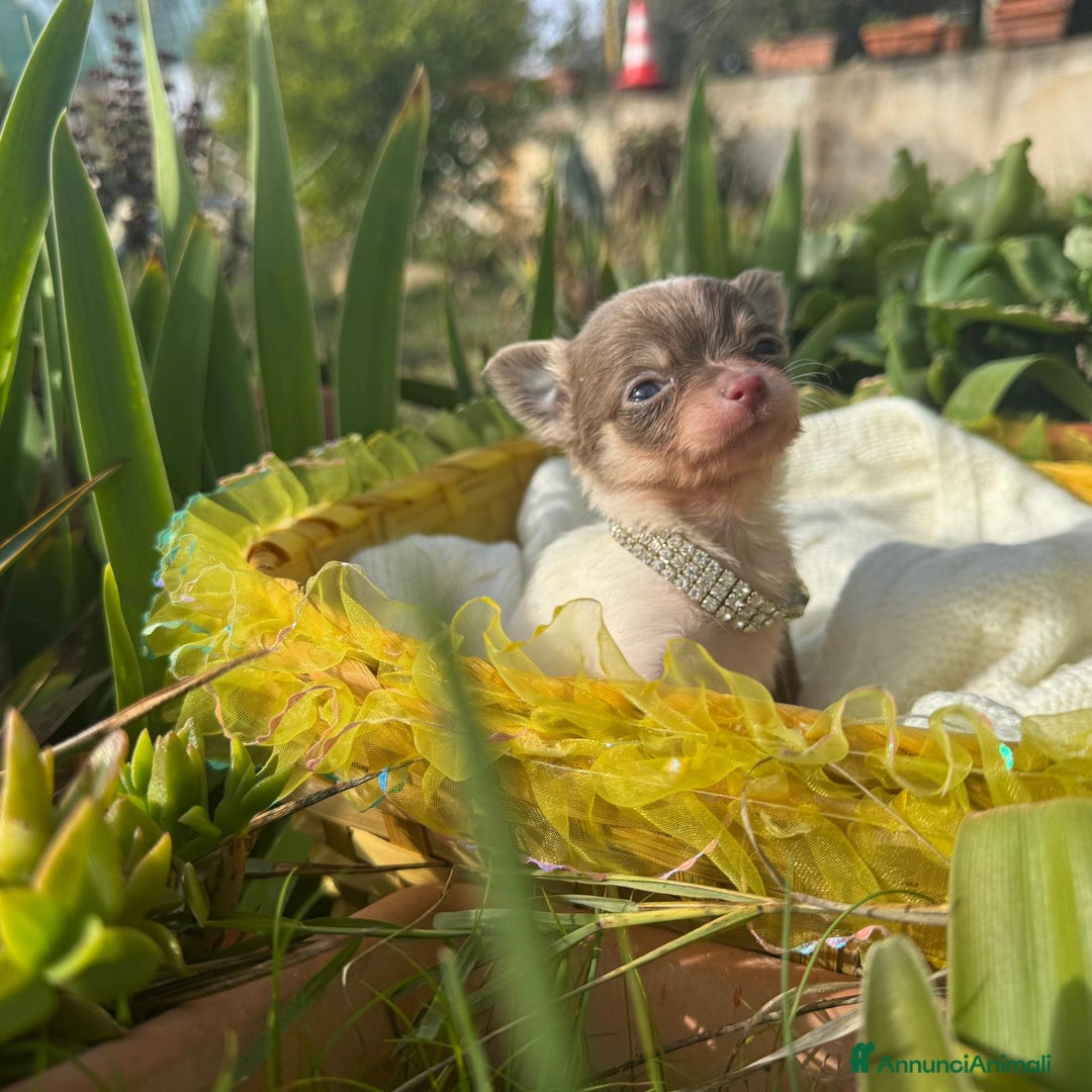 Chihuahua cani in vendita: 5 meravigliosi cuccioli chihuahua pedigree enci  - Annuncio 2