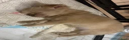 Chihuahua cani in vendita: Cucciolo chihuahua - Annuncio 3