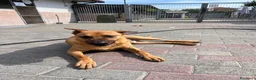 Meticcio cani in regalo: ARGO CERCA CASA - Annuncio 4