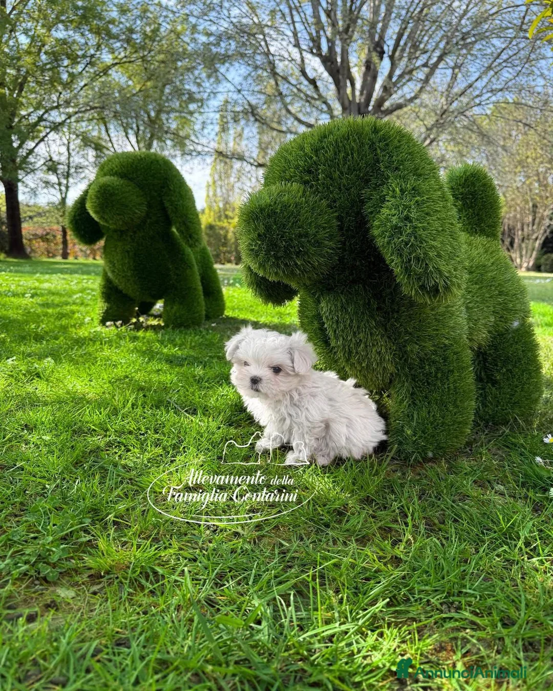 Maltese cani in vendita: Cuccioli Maltese a Città Metropolitana di Torino - Annuncio 2