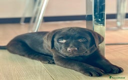 Labrador cani in vendita: Meraviglioso cucciolo di labrador chocolate puro a Città metropolitana di Palermo - Immagine 19