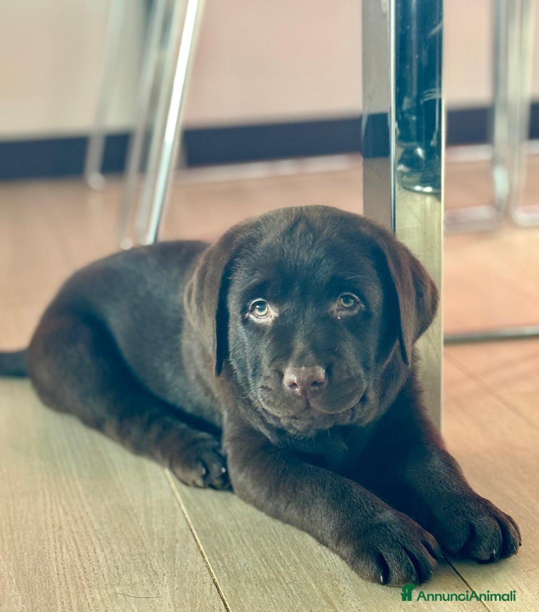 Labrador cani in vendita: Meraviglioso cucciolo di labrador chocolate puro a Città metropolitana di Palermo - Immagine 19