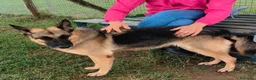 Pastore Tedesco cani in regalo: Sarah Jane pastore t. in adozione  - Annuncio 5