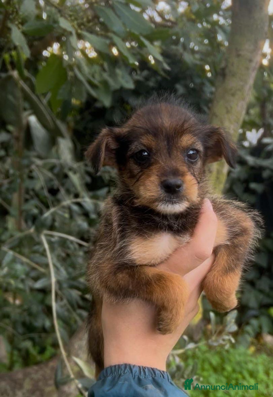 Meticcio cani in regalo: ISA 🩷 - cucciola taglia piccola, cerca famiglia  - Annuncio 4