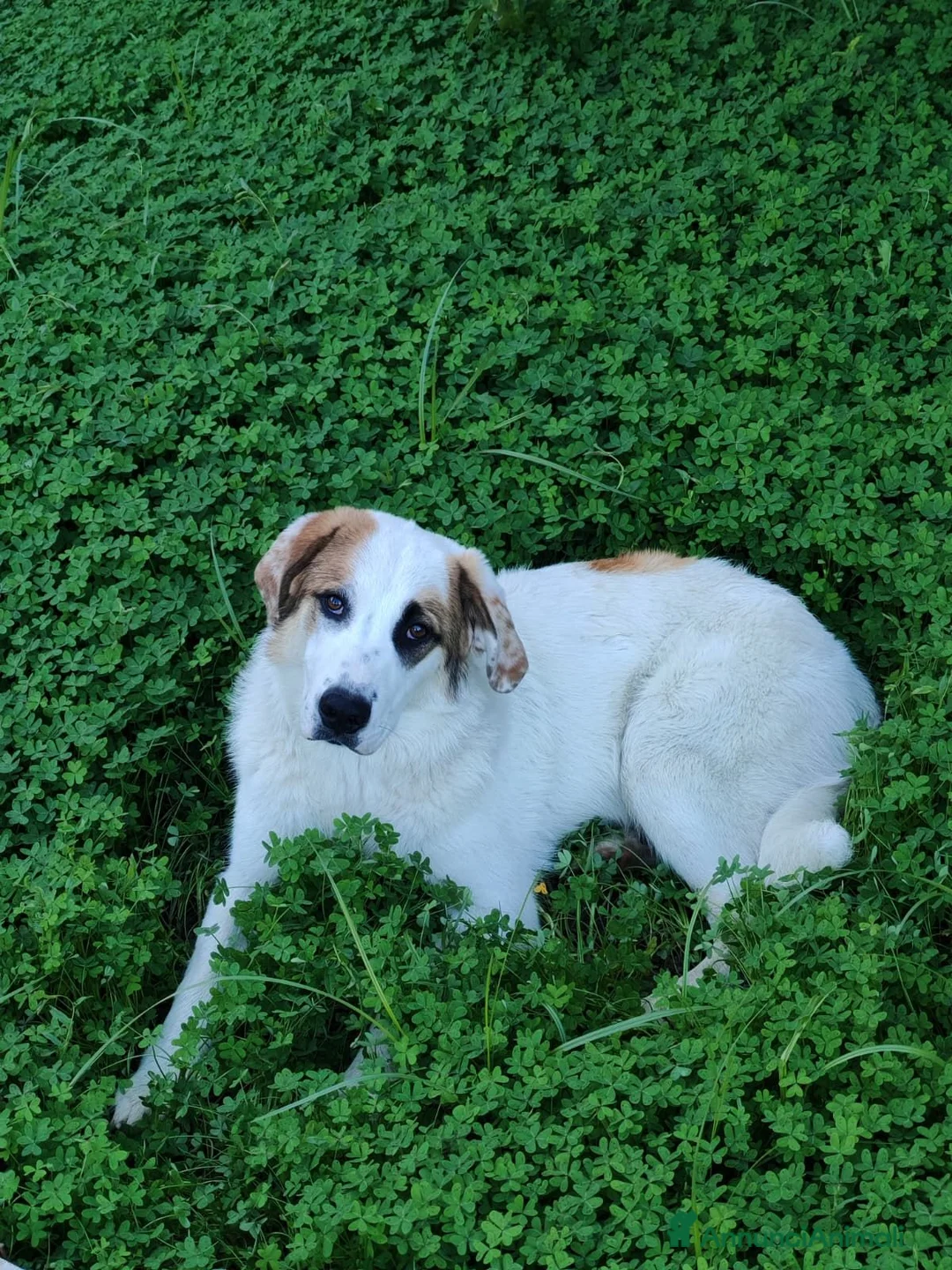 Pastore della Sila cani in regalo: Lunita - Annuncio 1
