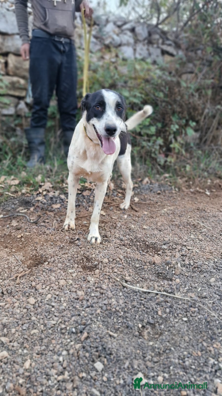 Meticcio cani Daisy, una splendida meticcia - Annuncio 2