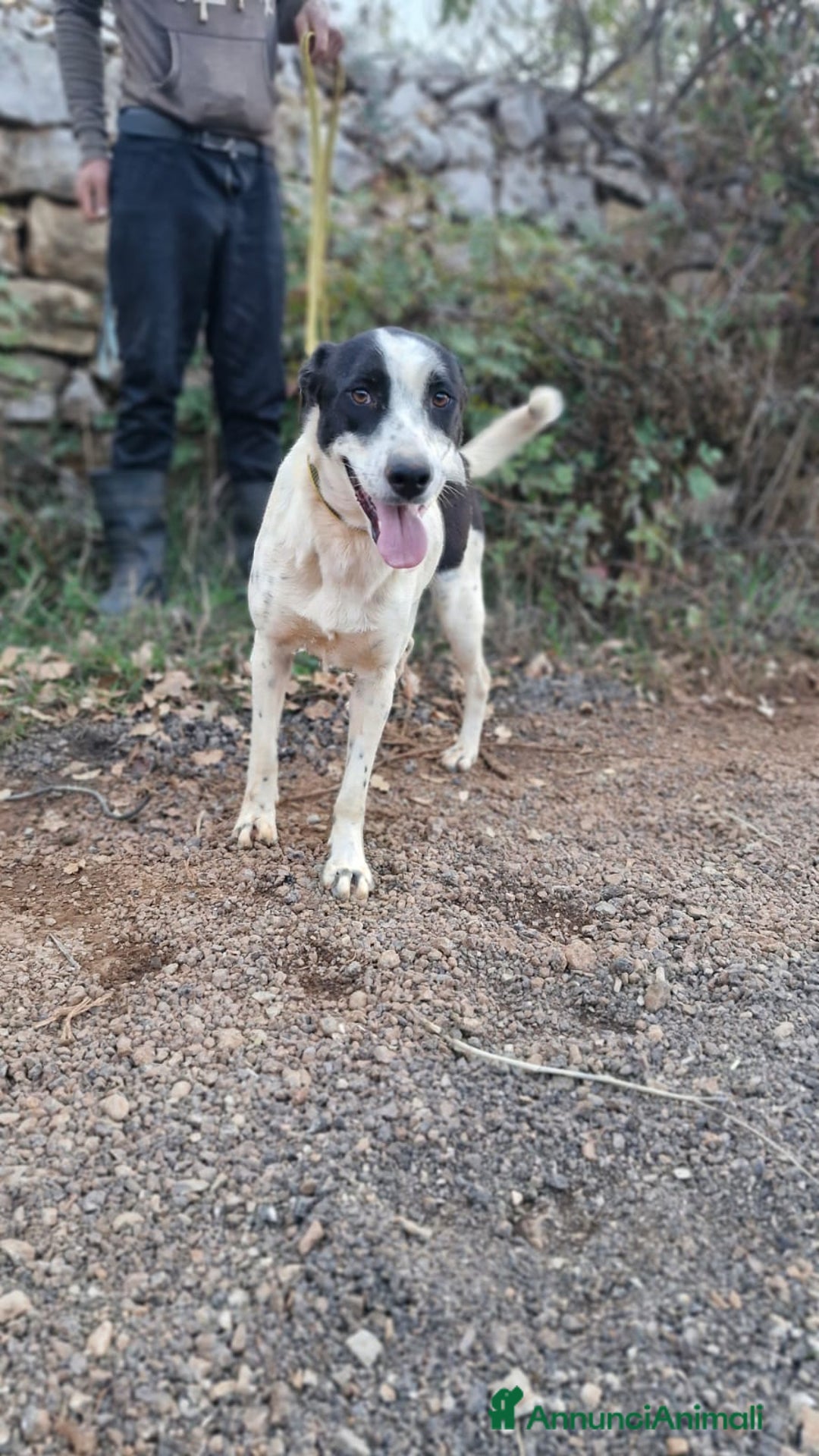 Meticcio cani in regalo: Daisy, una splendida meticcia - Annuncio 2