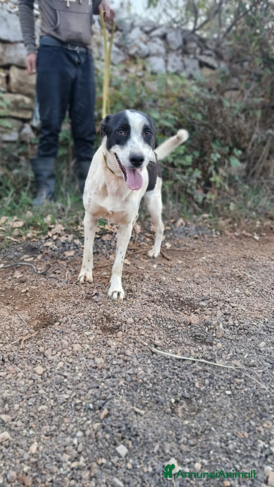 Meticcio cani in regalo: Daisy, una splendida meticcia - Annuncio 2