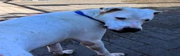 Dogo Argentino cani in regalo: LOLA DOGO ARGENTINO - Annuncio 2