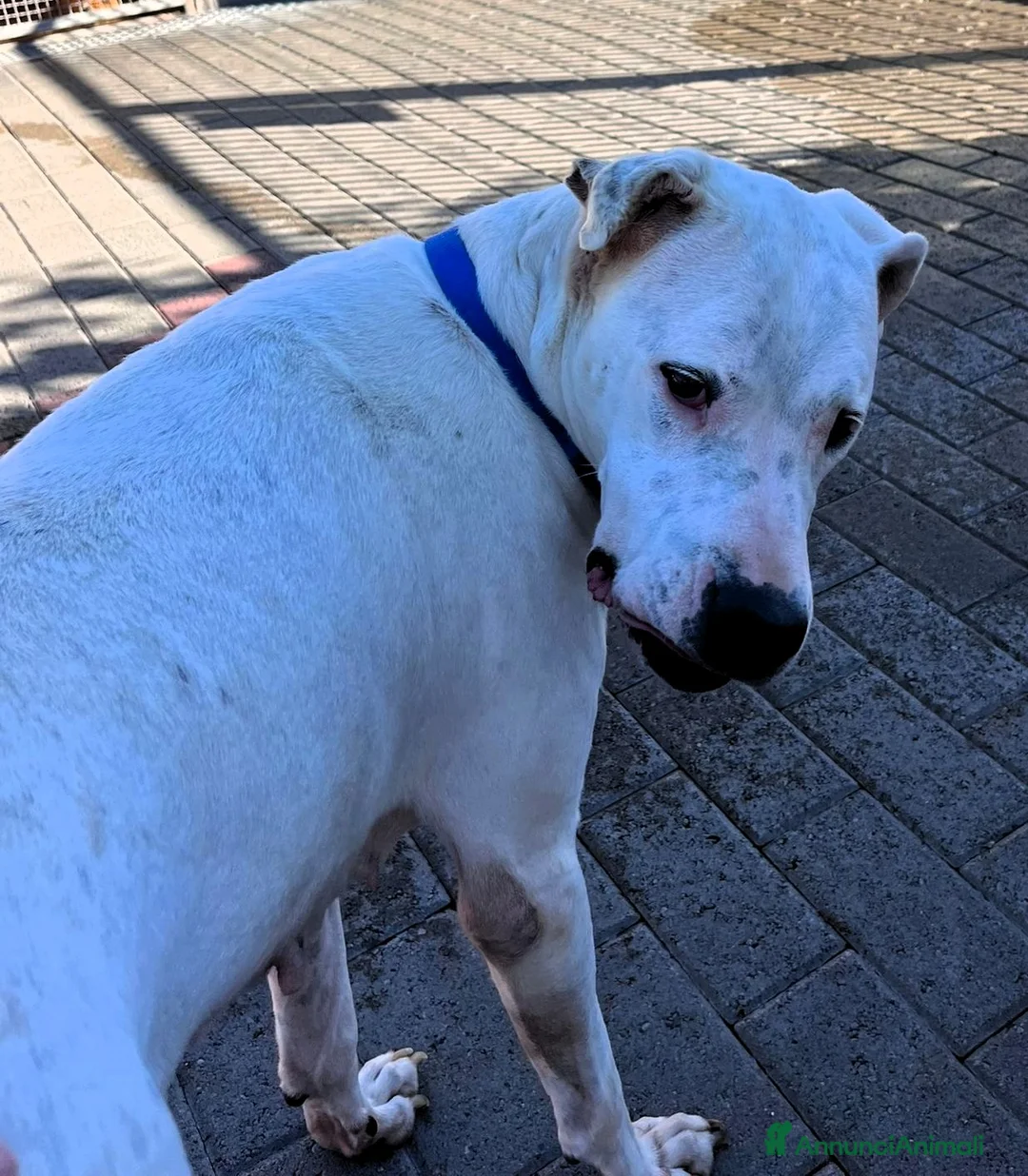 Dogo Argentino cani in regalo: LOLA DOGO ARGENTINO - Annuncio 2