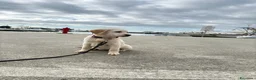 Labrador cani in vendita: Cuccioli di Labrador con pedigree - Annuncio 8