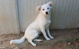 Meticcio cani in regalo: LA PICCOLA E SIMPATICA CROSTATINA a Città Metropolitana di Firenze - Immagine 5
